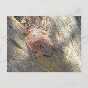 Cartão Postal mudou o nome para "Morango"