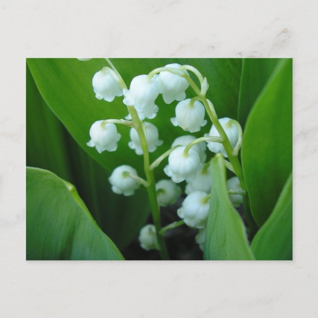 Cartão Postal Muguet (Frente)