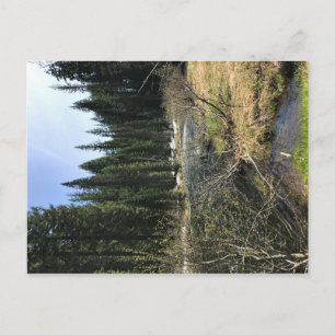 Cartão Postal Muir Creek, Oregon