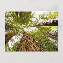 Cartão Postal Muir Woods, CA