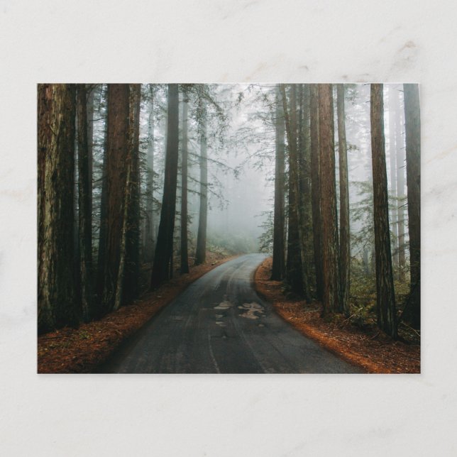 Cartão Postal Muir Woods National Monument, Mill Valley, EUA (Frente)