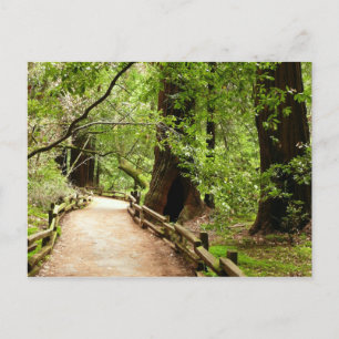 Cartão Postal Muir Woods Path II - Fotografia natural
