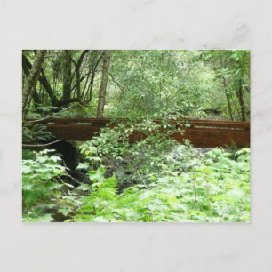 Cartão Postal Muir Woods Ponte I