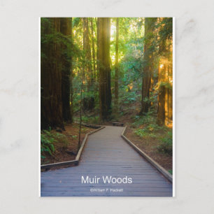 Cartão Postal Muir Woods Walkway Produtos da Califórnia