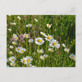 Cartão Postal Muitas margaridas em um prado