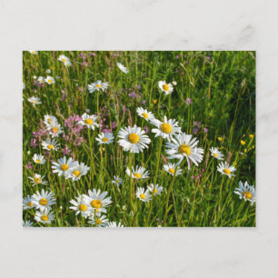 Cartão Postal Muitas margaridas num campo