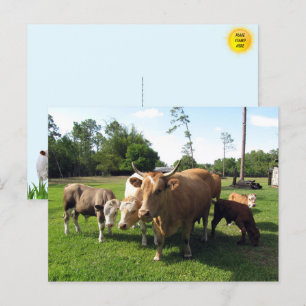 Cartão Postal Muitas vacas e Casal de pequenos touros