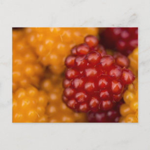 Cartão Postal Muito Berry