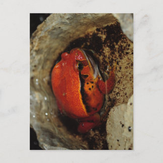 Cartão Postal Muito bom sapo de tomate. Sapo com cor incomum.