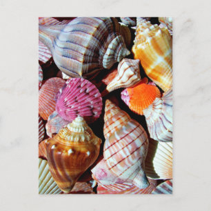 Cartão Postal Muitos conchas pelo Impressão marítimo - náutic