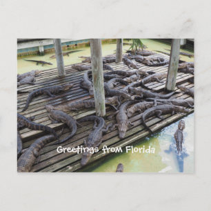 Cartão Postal muitos jacarés para bebês