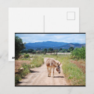 Cartão Postal Mula Espanhola em Estrada Rural