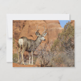 Cartão Postal Mule Deer