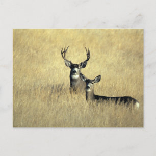 Cartão Postal Mule Deer Buck - Doe