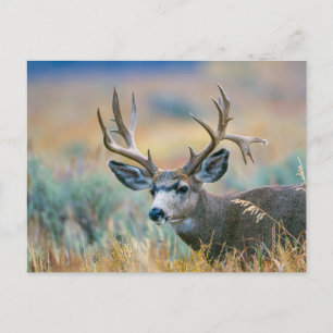 Cartão Postal Mule Deer Buck   Grand Teton National Park Wyoming