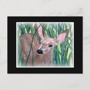 Cartão Postal Mule Deer Fawn
