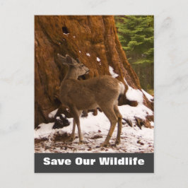 Cartão Postal Mule Deer Salve Nosso Cartaz De Vida Selvagem