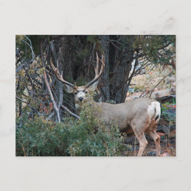 Cartão Postal Mule deer spur buck (Frente)