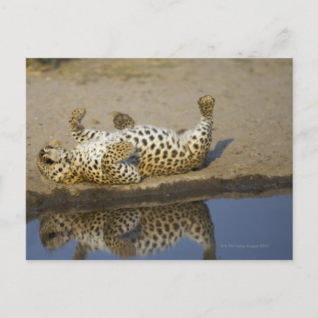 Cartão Postal Mulher leopardo (Panthera pardus) a rolar (Frente)