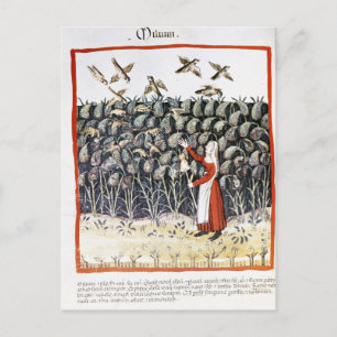 Cartão Postal Mulher protegendo sua plantação de Millet