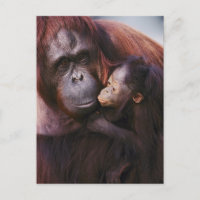 Mulher Sumatran Orangutan com bebê Pongo
