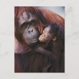 Cartão Postal Mulher Sumatran Orangutan com bebê Pongo