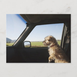 Cartão Postal Mulher Terrier X sentado, se sentado à frente