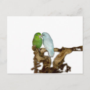 Cartão Postal Mulher verde e macho delicioso azul