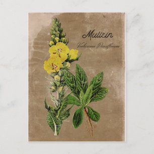 Cartão postal Mullein do estilo Vintage