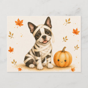 Cartão Postal Múmia de Boston Terrier no Halloween
