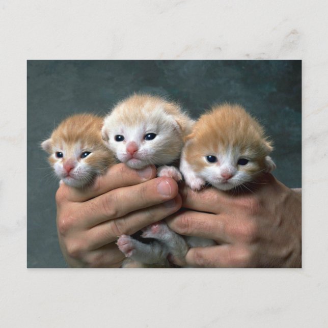 Cartão Postal Munchkins (Frente)