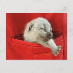 Cartão Postal Mundo do Bom Dia