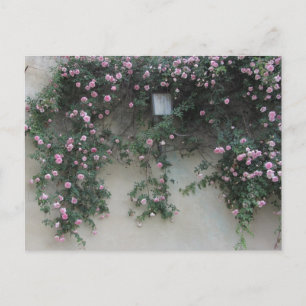 Cartão Postal Muro de Rosas