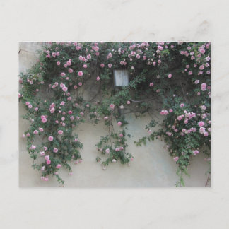 Cartão Postal Muro de Rosas