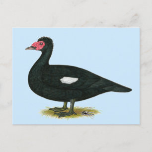 Cartão Postal Muscovy Black Drake