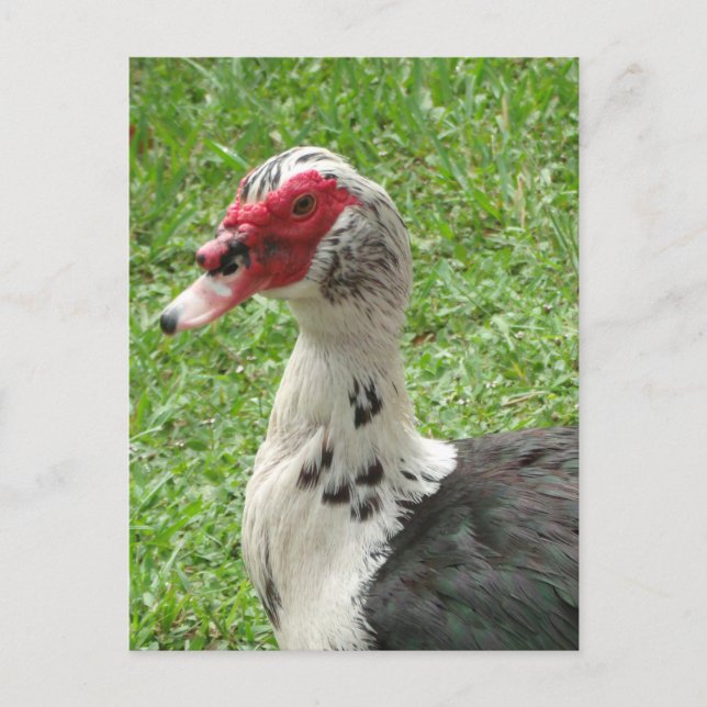 Cartão Postal Muscovy Duck Foto (Frente)