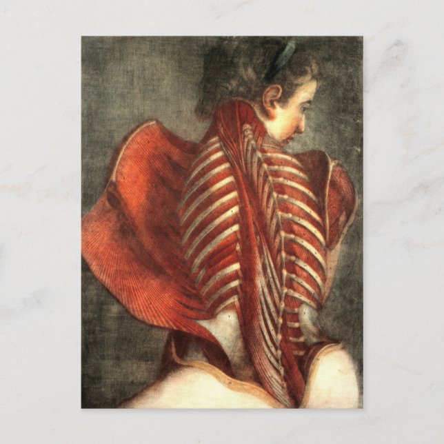 Cartão Postal Músculos das costas numa fêmea (Frente)