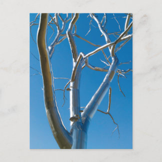 Cartão Postal Museu de Arte de santo Louis