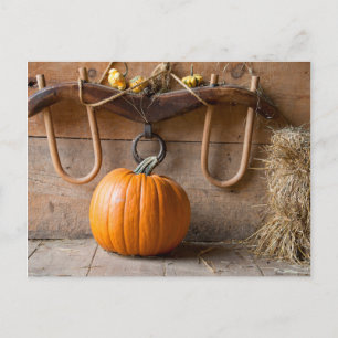 Cartão Postal Museu dos Agricultores. Pumpkin no celeiro com far