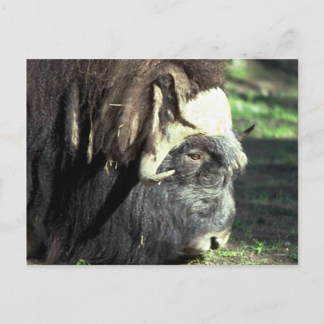 Cartão Postal Musk Ox (Frente)