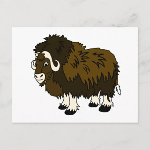 Cartão Postal Musk Ox