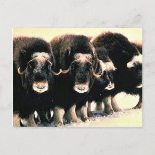 Cartão Postal Musk Oxen