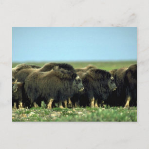 Cartão Postal Musk Oxen