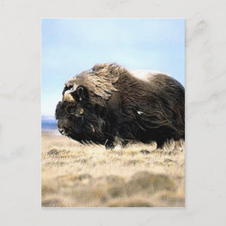 Cartão Postal Musk Oxen
