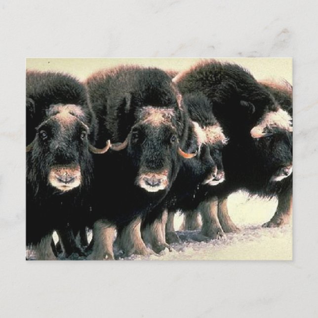 Cartão Postal Musk Oxen (Frente)