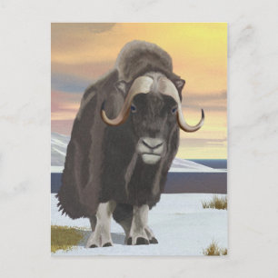 Cartão Postal Muskox
