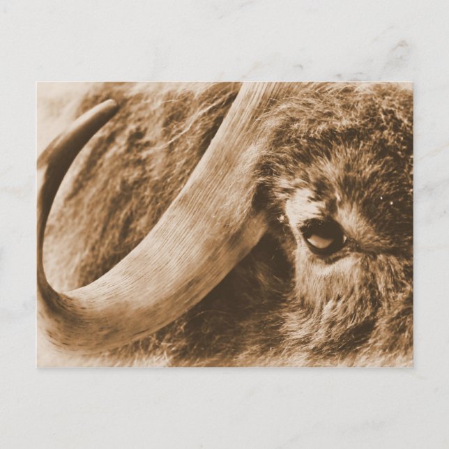 Cartão Postal Muskox (Frente)