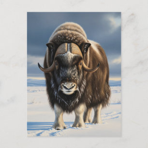 Cartão Postal Muskox no Parque Nacional de Aulavik, Canadá