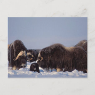 Cartão Postal muskox, Ovibos moschatus, bull and cow with