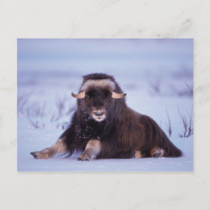 Cartão Postal muskox, Ovibos moschatus, touro jovem